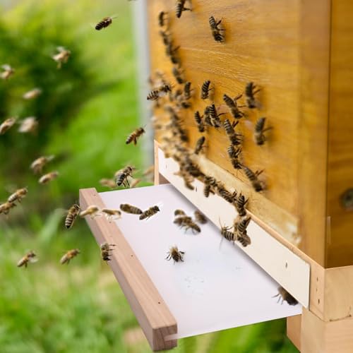 2-Pack Screened Bottom Board for 10-Frame Langstroth Beehive - Unfinished Solid Wood Beekeeping Base with Removable Tray & Entrance Reducer - Includes 1 Pair Protective Gloves