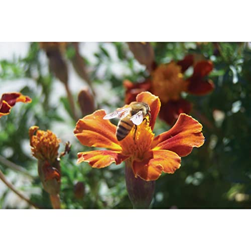 Harvest Lane Honey Feedlq-103 1 Gallon Liquid Bee Feed, 1 Count
