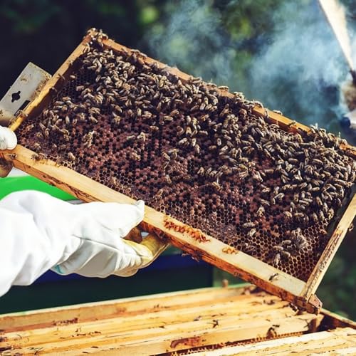 Medium Beehive Frames and Wax Foundations,10 Pack Honey Bee Frames with Wooden Bee Hive Frames and 100% Beeswax Coated Foundations, 6-1/4-Inch (Black) - size: 10 Pack Medium Frames-Black