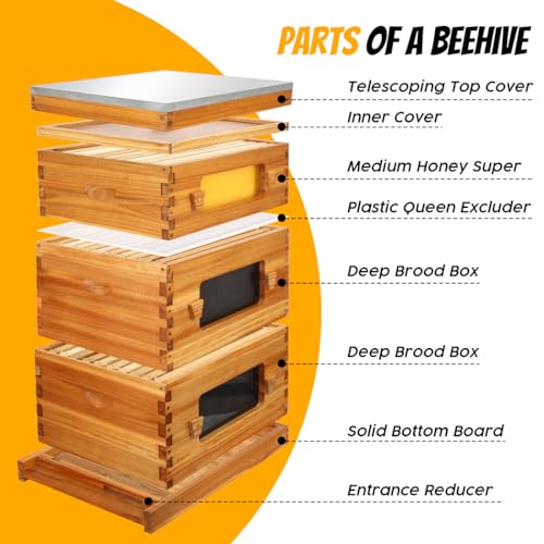 Honey Lake Bee Hive with Windows, 10 Frame Langstroth Complete Beehive Starter Kit Dipped in Beeswax with Beehive Frames and Waxed Foundations (2 Deep Brood Bee Hive Box & 1 Medium Super Bee Box) - size: 3 Layers