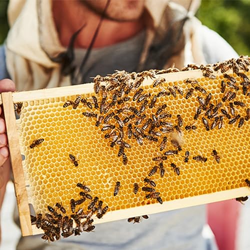 Beehive Wax Coated Foundation Sheet,5-5/8-Inch Medium Beeswax Foundation Sheets,10 Pcs Plastic Bee Hive Foundation Sheet,Beehive Foundation Sheet Fit Medium Frame Beekeeping Supply - color: 10pcs-Super