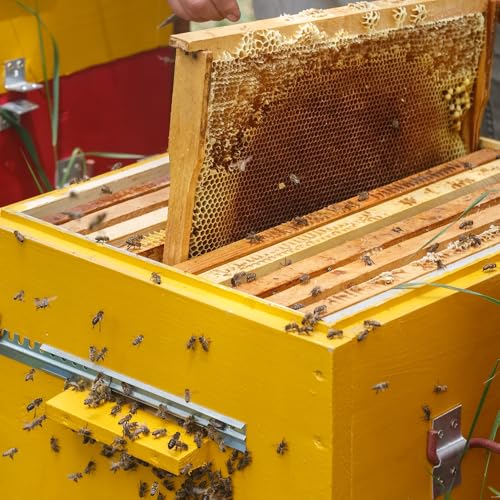 Yellow Beehive Wax Coated Foundation Sheet, 8-1/2-Inch Deep Beehive Foundation Sheets Waxed Foundation Sheet Plastic Portable Honeycomb Sheet Nest Foundation Sheet Fit Deep Frame, 10 Sheets - color: 10pcs-Yellow