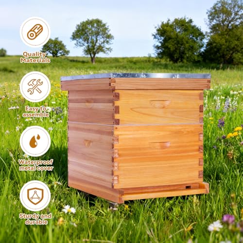 POLLIBEE 10 Frame Bee Hive,Beeswax Coated Beehive Kit for Bee Keeper,Complete Beehive Include 1 Deep Brood Bee Box and 1 Medium Bee Hive Box with Frames and Foundations - size: 2-Layer