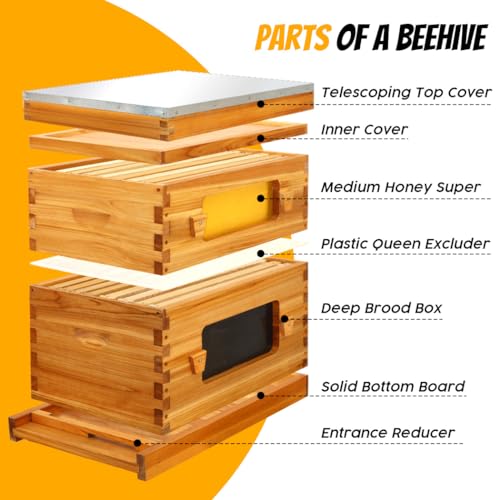 Honey Lake Bee Hive with Windows, 8 Frame Langstroth Complete Beehive Starter Kit Dipped in Beeswax with Beehive Frames and Waxed Foundations (1 Deep Brood Bee Hive Box & 1 Medium Super Bee Box)