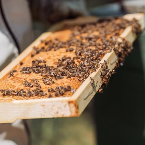 POLLIBEE Beehive Foundation Sheet Beeswax Coated Bee Hive Foundation Sheets Bee Foundation Sheets for Super Bee Frame 10Pcs 5-5/8-inch Medium Beehive Foundation - color: Super-Yellow