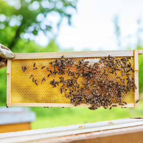 Honey Lake 20 Pack Medium Beehive Frames Kit with Food-Grade Beeswax-Coated Plastic Foundations and Unassembled Durable Wooden Frames (Yellow) - color: 20Pack-Yellow