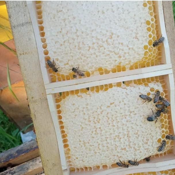 Foxhound Bee Co - Comb Honey Cassette for Making Pure Cut Comb Honey, Compatible with Medium Langstroth Frames - 40 Cassettes