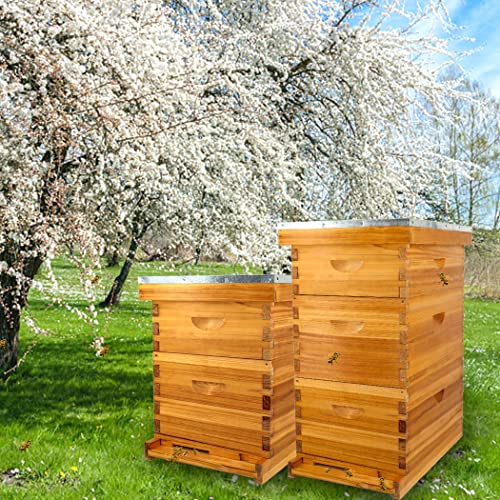 8 Frame Bee Hive Complete Beehive Kit Dipped in Beeswax Include Beehive Frames and Waxed Foundation Sheets for Beekeeping (1 Deep Brood & 1 Medium Super Bee Boxes) - size: 2 layer