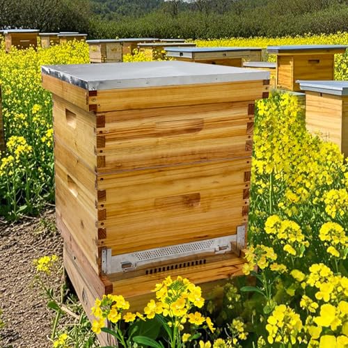 Beginner 8 Frame Bee Hive Beeswax Coated Includes Beehive Frames and Foundations (1 Deep Box & 1 Medium Box)