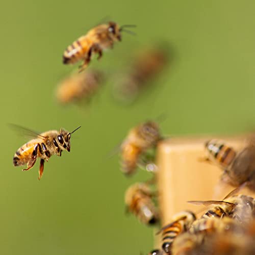 Stoney Acres Beekeeping Beehive Box, 10 Frame Medium Assembled Super or Brood Honeybee Hive Box, Amish Made