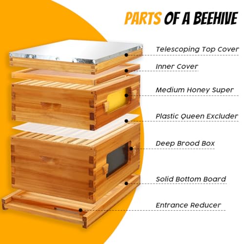 Honey Lake 10 Frame Langstroth Beehive Starter Kit – Wax-Dipped Bee Hive with Viewing Windows, Deep Brood Box, Medium Super, Beehive Frames & Waxed Foundation Sheets - size: 2 Layers