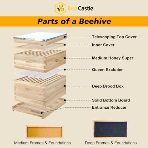 BeeCastle 10 Frame Langstroth Bee Hive, Beehive Starter Kit for Beginners with Beehive Frames and Waxed Foundation (1 Deep Box & 1 Medium Box)