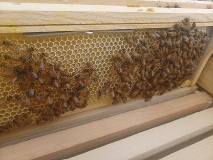 Anthony's Beehive NEW! Wire Free Beeswax Foundation Gripper for Comb Honey Production 60 Pack (for Shallow Langstroth Frames)