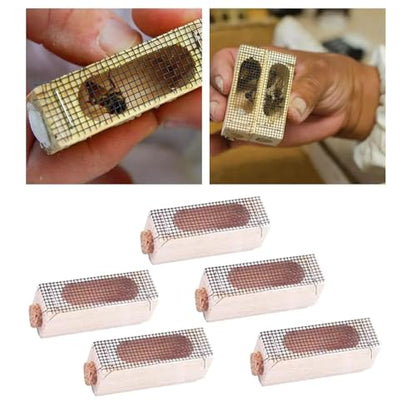 Queen Bee Cage 20x Wooden Cage Moving Beekeeping Equipment for Queen Rearing Beekeeping for Beekeeping Supplies