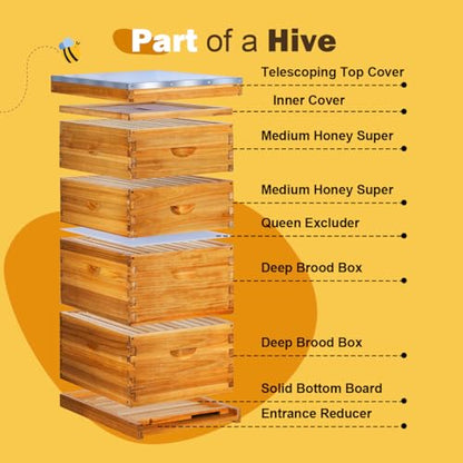 10 Frame Langstroth Beehive Kit Dipped in 100% Beeswax Bee Hives with 2 Deep Bee Box and 2 Medium Super Bee Hive Box with Frame and Foundation(Unassembled) - size: 4 Layer