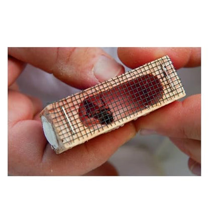 Queen Bee Cage 20pcs Wooden Mutil-Functional Beehive Rearing Cell Bees Queen Post Prisoner, Beekeeping Tools for Beekeeping Supplies