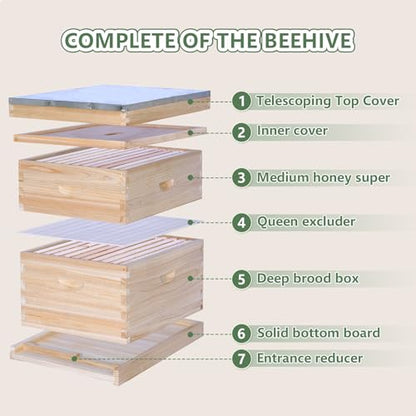 10 Frame Bee Hive, Compelte Bee Hive Starter Kit Includes 1 Deep Brood Honey Bee Hives Box, 1 Medium Super Bee Box with Beehive Frames and Foundation Sheets - size: 2-Layre