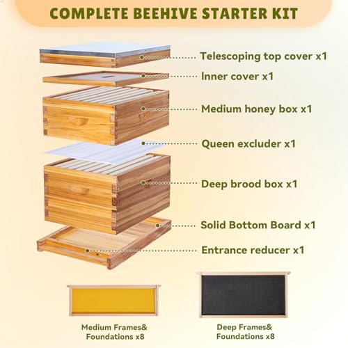 8 Frame Bee Hive Complete Beehive Kit Dipped in Beeswax Include Beehive Frames and Waxed Foundation Sheets for Beekeeping (1 Deep Brood & 1 Medium Super Bee Boxes) - size: 2 layer