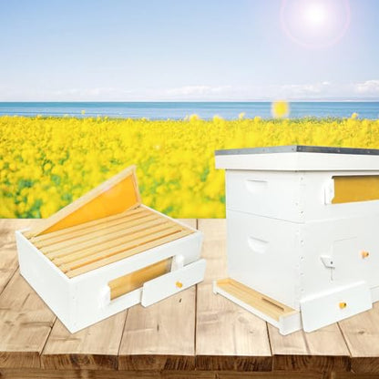 BeeTech 8 Frame Langstroth Beehive Medium Super Box Hand Painted Not Includes Wooden Frames & Waxed Foundations (Unassembled)