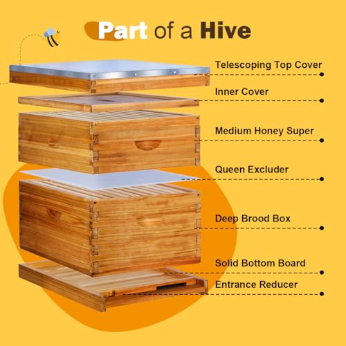 10 Frame Langstroth Beehive Kit Dipped in Heavy Beeswax Bee Hives with 1 Deep Bee Box and 1 Medium Bee Hive Box with Frame and Foundation(Unassembled) - size: 2 Layer