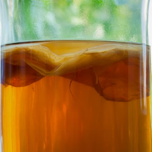 1 X Organic Kombucha Scoby - Live Culture by Scoby Kombucha