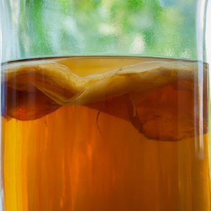 1 X Organic Kombucha Scoby - Live Culture by Scoby Kombucha