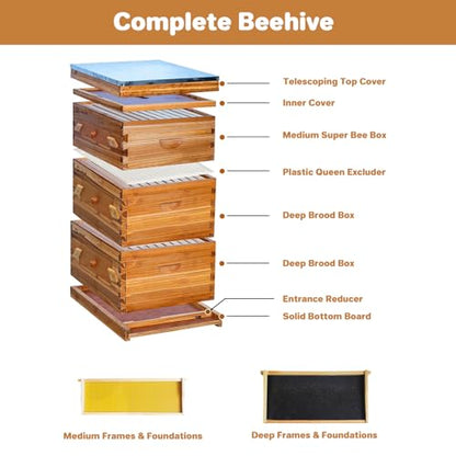 10-Frame Complete Bee Hives and Supplies Starter Kit Dipped in 100% Beeswax, Includes 2 Deep Hive Bee Box and 1 Bee Hive Super with Acrylic Window, Beehive Frames and Foundation for Beekeepers