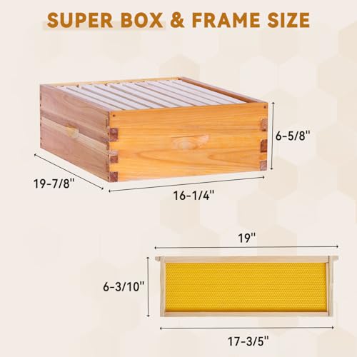 POLLIBEE 10 Frame Medium Super Beehive Box, Langstroth Honey Bee Box Dipped in 100% Beeswax Include Bee Hive Frames and Wax Foundations (unassembled) - size: 10 Frame