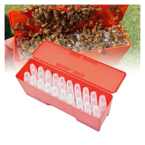Queen Bee Cage 1 Set Beekeeping King Cage Queen Bee Transport Box with Transparent Cages Incubator Tools for Beekeeping Supplies