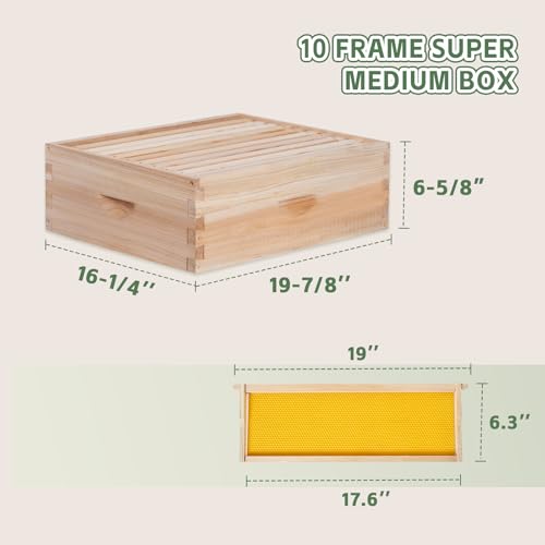10 Frame Bee Hive, Compelte Bee Hive Starter Kit Includes 1 Deep Brood Honey Bee Hives Box, 1 Medium Super Bee Box with Beehive Frames and Foundation Sheets - size: 2-Layre