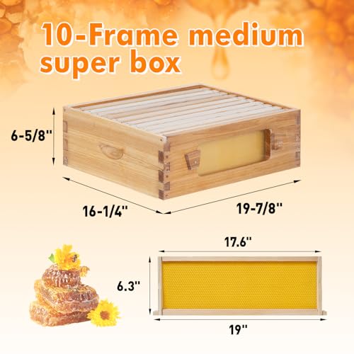 10 Frame Bee Hive Starter Kit with Windows, Beeswax Coated Langstroth Bee Hives Boxes for Beekeepers with Beehive Frames and Waxed Foundations (1 Deep Brood Bee Box & 1 Medium Super Box) - size: 10 Frames 2 Layers