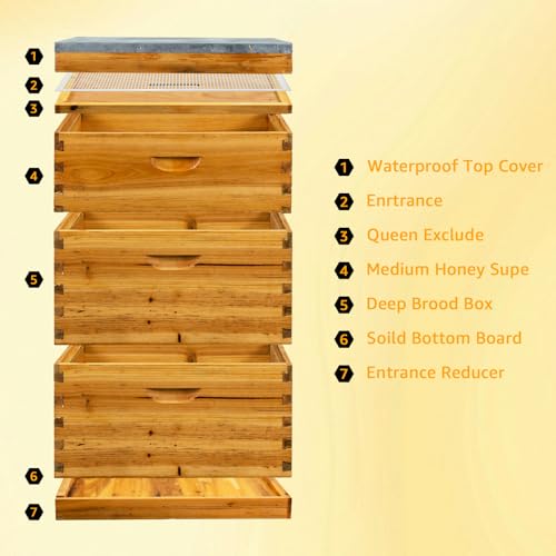 10-Frame Bee Hive Starter Kit – 100% Beeswax Coated, Langstroth Beehive with 2 Deep Boxes & 1 Medium Super, Solid Fir Wood Includes Metal Top Cover & Queen Excluder (No Frames) for Beginner Beekeepers