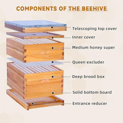 POLLIBEE 10 Frame Bee Hive,Beeswax Coated Beehive Kit for Bee Keeper,Complete Beehive Include 1 Deep Brood Bee Box and 1 Medium Bee Hive Box with Frames and Foundations - size: 2-Layer
