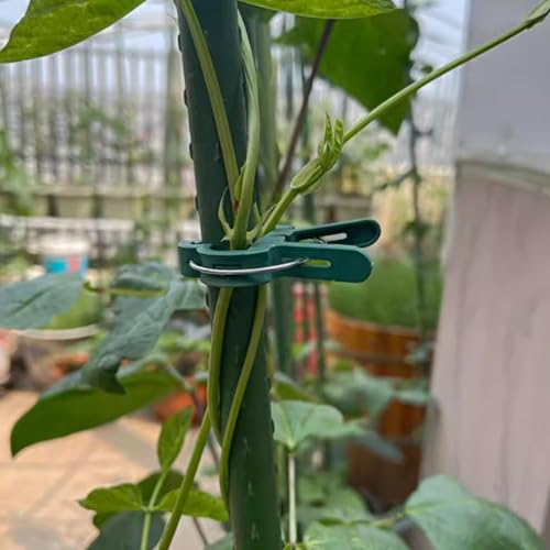 40Pcs Plant Clip Garden Clip Plant 2 Size Reusable Tomato Clip | Multi-Purpose Plant Rattan Clip Rose,Sturdy Cucumber Orchid Clip Plant Support Adjustable Clip Green (20 Large + 20 Small) - size: Large 20,Small 20