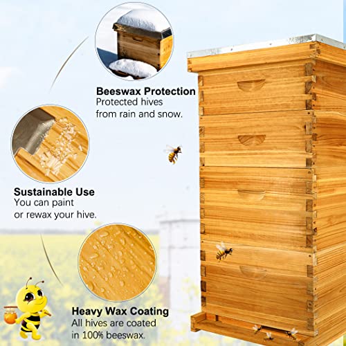MayBee 8-Frame Langstroth Beehive Dipped in 100% Beeswax, Complete Bee Hives and Supplies Starter Kit Includes 2 Deep Hive Bee Box and 2 Bee Hive Super with Beehive Frames and Foundation