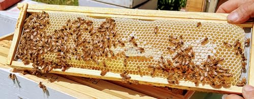 Anthony's Beehive NEW! Wire Free Beeswax Foundation Gripper for Comb Honey Production 60 Pack (for Shallow Langstroth Frames)