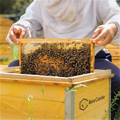 BeeCastle 20 Pack Beehive Frames and Waxed Foundations for Deep Brood Bee Hives with Wooden Bee Hive Frames and Beeswax Coated Foundations, 9-1/8-Inch (Yellow) - size: 20-Pack