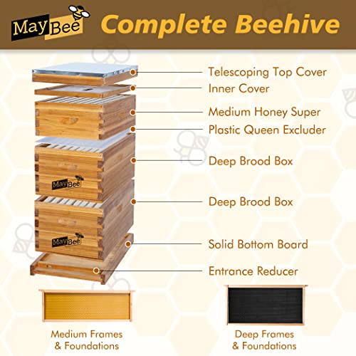 MayBee 8-Frame Langstroth Beehive Dipped in 100% Beeswax, Bee Hive for Beginner, Honey Bee Hives Includes 2 Deep Bee Boxes, 1 Bee Hive Super with Beehive Frames and Foundation (3 Layer)