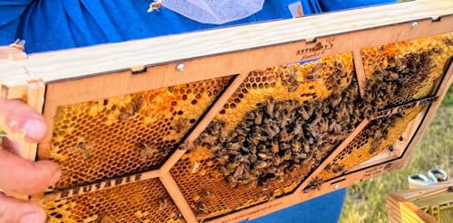 Anthony's Beehive NEW Essential Beekeeping Tool for Easily Securing Hive Cut Outs, Reusable, Wonky Comb Holder, 2 Pairs