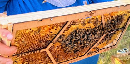 Anthony's Beehive NEW Essential Beekeeping Tool for Easily Securing Hive Cut Outs, Reusable, Wonky Comb Holder, 2 Pairs