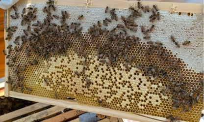 Swampland Bees - 20 Fully Assembled Wired Beeswax Foundation Mediums (6-1/4") Frames. High-Tensile Stainless-Steel Wire, Plastic-Free Commercial Grade. FBA - size: Medium 6-1/4" (Illinois)