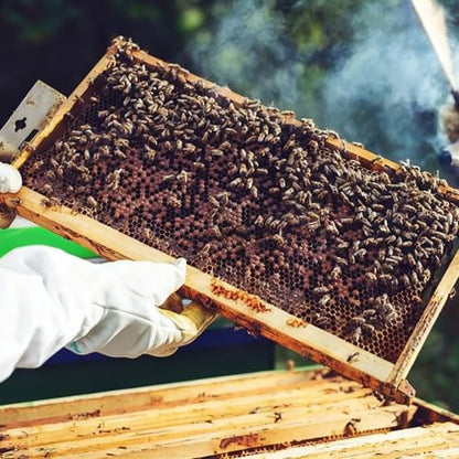 Medium Beehive Frames and Wax Foundations,10 Pack Honey Bee Frames with Wooden Bee Hive Frames and 100% Beeswax Coated Foundations, 6-1/4-Inch (Black) - size: 10 Pack Medium Frames-Black
