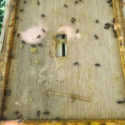 Harvest Lane Honey WWIC-101 Inner Beehive Cover