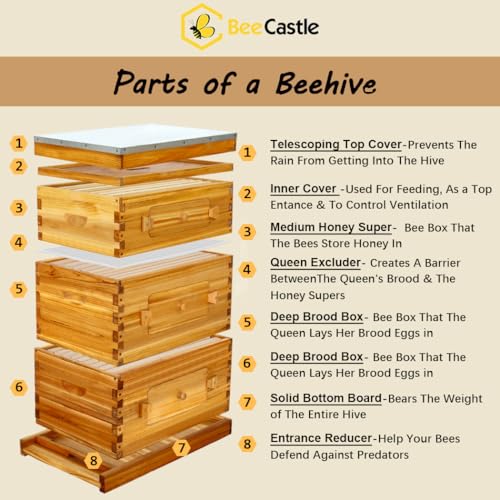 BeeCastle 10-Frame Langstroth Beehive with Windows, Beeswaxed Coated Bee Hive for Beginners with Beehive Frames and Waxed Foundations (2 Deep Bee Boxes & 1 Medium Super Bee Box) - size: 2 Deep & 1 Medium Boxes