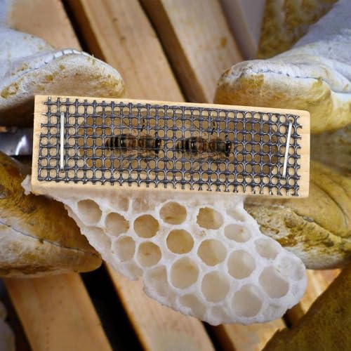 Homoyoyo 5pcs Cage Plastic Beekeeping Accessory Khaki Color for Queen Rearing and Hive Transport