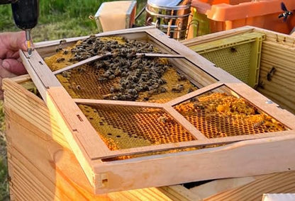 Anthony's Beehive NEW Essential Beekeeping Tool for Easily Securing Hive Cut Outs, Reusable, Wonky Comb Holder, 2 Pairs