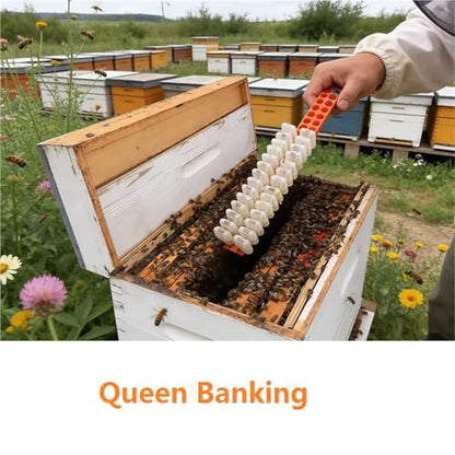 Queen Bee Cage 2pcs Queen Banking Shipping Bar Bee Frame Transport Box Moving Isolator Protection Case Cage Beekeeping Tools for Beekeeping Supplies(Bar) - color: Bar