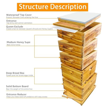 5 Layer Langstroth Beehive Dipped in 100% Beeswax Coated Bee Hive Includes 2 Deep Hive Bee Box & 3 Super Bee Hive Without Frames