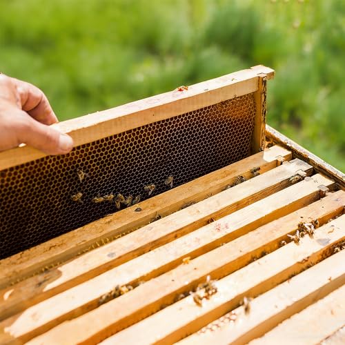 Honey Lake 10 Pack Deep Beehive Frames with Beeswax Coated Foundation Sheets, Unassembled Wooden Deep Bee Frames for Langstroth Beehives (Black) - color: 10Pack-Black