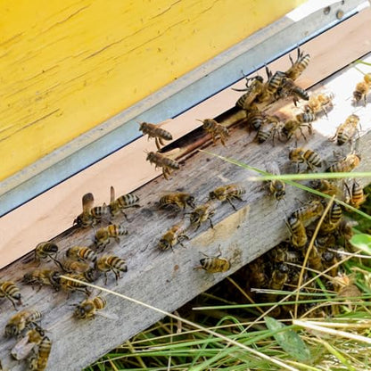 DECYOOL 4 Pieces Beehive Entrance Reducer, Wooden Hive Entrance Reducer | 10 Frame Beehive Supplies with 2 Size Openings Control Warm and Ventilated for Keep Out Honey Robbers Beekeeping Supplies